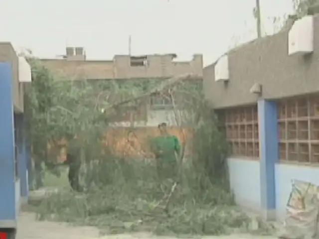 Comas: caída de árbol en colegio de niños invidentes pudo causar tragedia