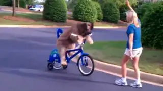 VIDEO: talentoso perrito aprende a andar en bicicleta junto a su dueña