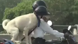 VIDEO: perro motociclista circula a toda velocidad por las calles de la India