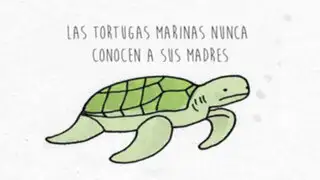 La tortuga marina, el animal que nunca conocerá a su madre