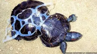 Conoce la triste historia de Cacahuete, la tortuga deformada por la basura