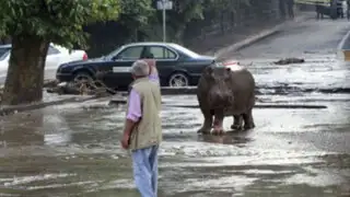 Georgia: 12 muertos y animales sueltos en Tiflis tras fuertes inundaciones
