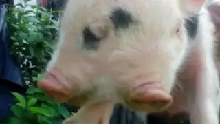 Colombia : nacimiento de cerdo con dos cabezas sorprende a la población