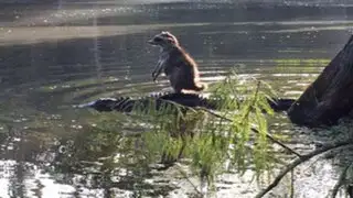 Twitter : foto de mapache sobre el lomo de un caimán se hace viral