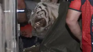 VIDEO: tigre que escapó de zoológico mata a hombre y deja grave a otro