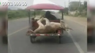WhatsApp: sujeto traslada a burro y ovejas en mototaxi