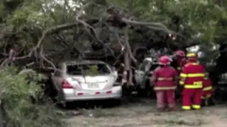 Caída de viejo árbol pudo provocar una tragedia en San Isidro