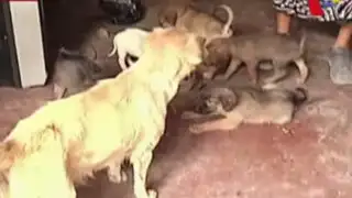 Conoce la lamentable situación en la que viven estos perros que esperan ser adoptados