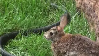 VIDEO: coneja se enfrenta a una serpiente para salvar a su cría