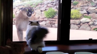 VIDEO : conoce al gato que no se intimida ante la presencia de un puma