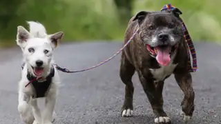 Esta es la tierna historia de un perro ciego que tiene de guía a otro perro