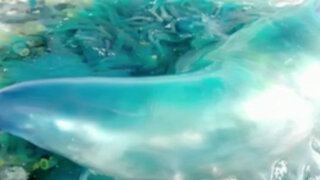 Atención: medusa azul pone en peligro a bañistas peruanos