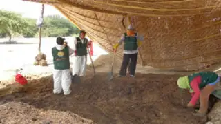 Piura: encuentran enterradas 4 toneladas de conservas en Sechura