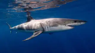 VIDEO : bañistas capturan un tiburón en playa de Carolina del Norte