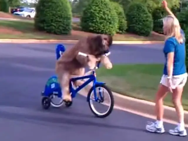 VIDEO: talentoso perrito aprende a andar en bicicleta junto a su dueña