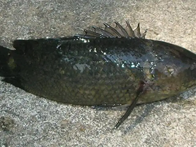 Extraña especie de peces puede sobrevivir fuera del agua por seis días
