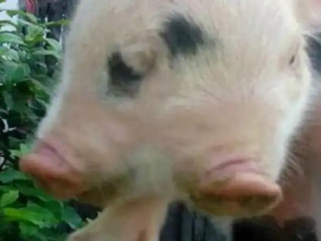 Colombia : nacimiento de cerdo con dos cabezas sorprende a la población