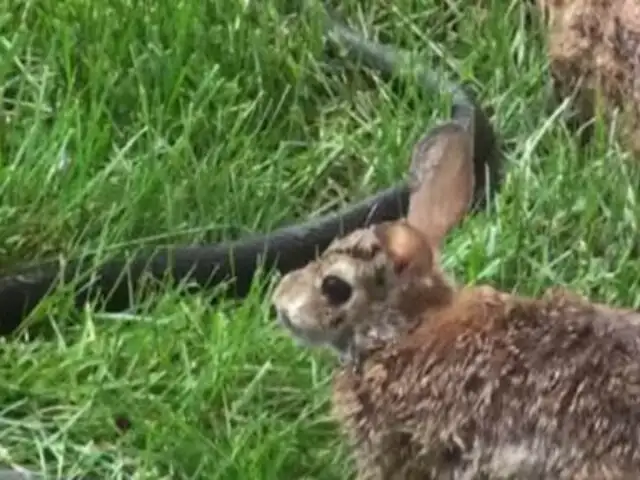 VIDEO: coneja se enfrenta a una serpiente para salvar a su cría