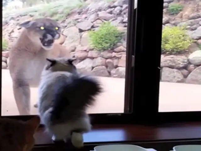 VIDEO : conoce al gato que no se intimida ante la presencia de un puma
