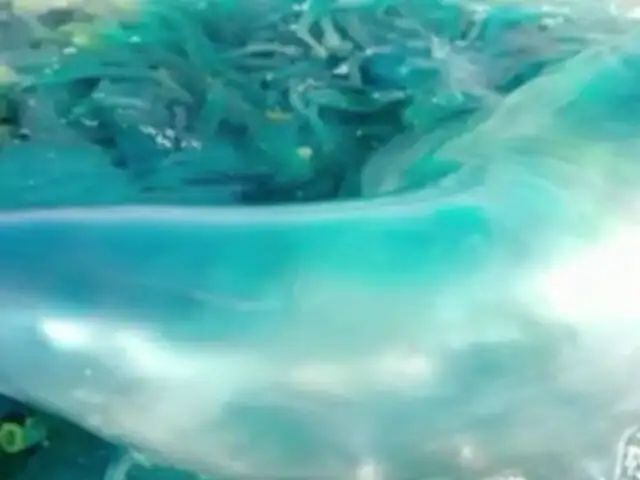 Atención: medusa azul pone en peligro a bañistas peruanos
