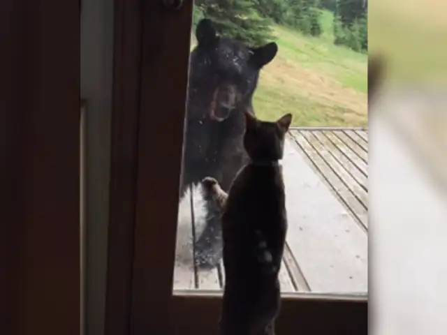 YouTube: el gato que se enfrentó a un enorme oso