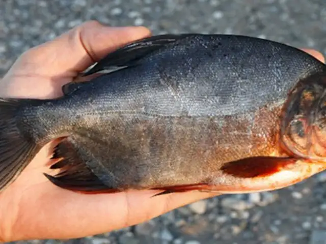 El pez ‘muerde-testículos’ llegó a Europa a raíz del cambio climático