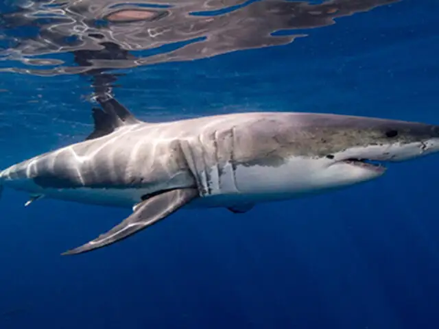 VIDEO : bañistas capturan un tiburón en playa de Carolina del Norte