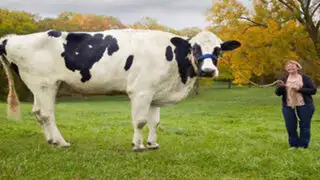 VIDEO : murió Blossom, la vaca más grande del mundo
