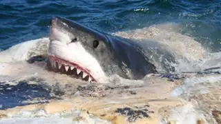 Impactante : buzo graba a 5 tiburones devorando una enorme ballena