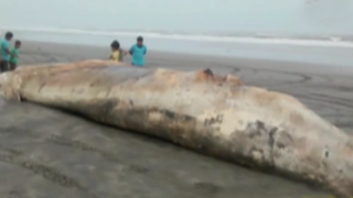 Pobladores hallaron enorme ballena muerta en playa de Lambayeque