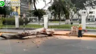 Controversia: municipio de Lima taló centenarios árboles de la Plaza Bolívar