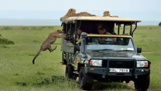 FOTOS : manada de guepardos irrumpe en camioneta de turistas