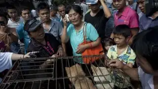 Activista gastó todos sus ahorros para rescatar a 3 mil perros de festival gastronómico