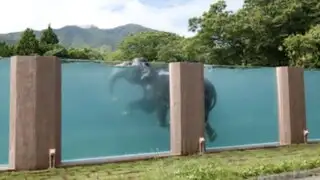 Mira como elefantes se refrescan en una piscina transparente en Japón
