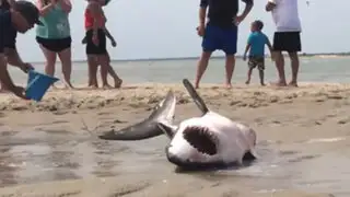 VIDEO : impresionante rescate de un tiburón blanco varado en la arena