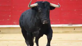 Cuando los toros se defienden: Las más feroces reacciones ante una amenaza
