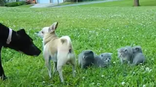 YouTube: un chihuahua y su valiente defensa a gatos cachorros de un perro grande