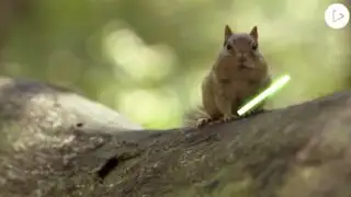 YouTube: recrean épica pelea de Star Wars con adorables ardillas