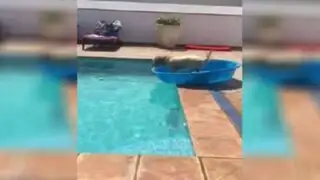 YouTube: perro asombra al mundo con sorprendente truco en piscina