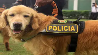 Unidad Canina de la Policía Nacional resguarda perímetro de la Plaza de Armas