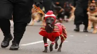 Unidad Canina de la Policía muestra sus habilidades en Desfile Militar