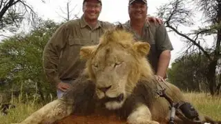 Dentista estadounidense mató al simbólico león de Zimbabwe