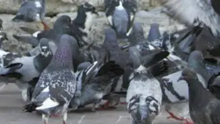 Vecinos perjudicados por aumento de palomas en el Callao