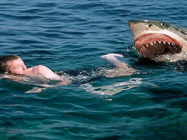 VIDEO : nuevo ataque de tiburón es registrado por turista en Sudáfrica