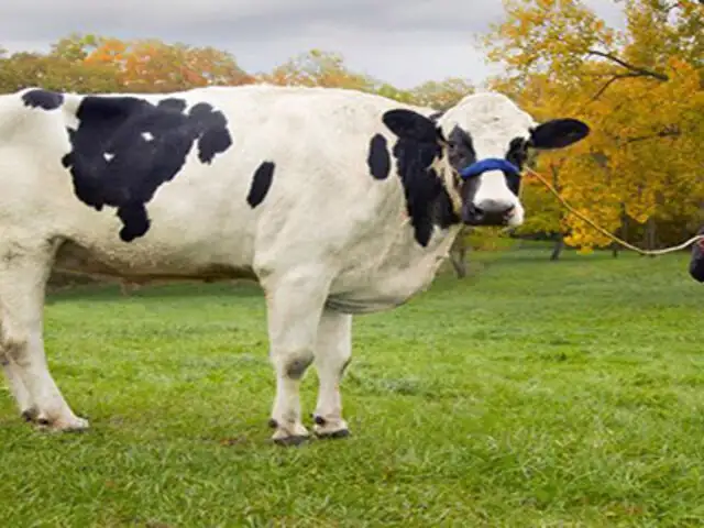 VIDEO : murió Blossom, la vaca más grande del mundo