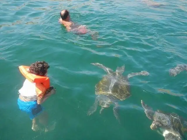 Nadando con tortugas: el maravilloso tour por la playa El Ñuru
