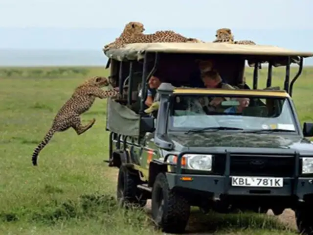 FOTOS : manada de guepardos irrumpe en camioneta de turistas