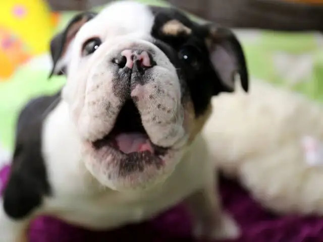 La tierna historia de Bonsai, el cachorro que lucha por vivir con solo dos patas