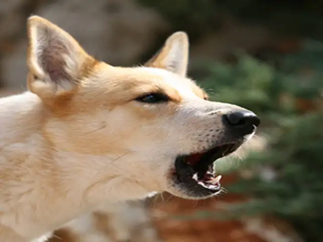 Italia : multarán a perros bulliciosos que perturben las horas de descanso
