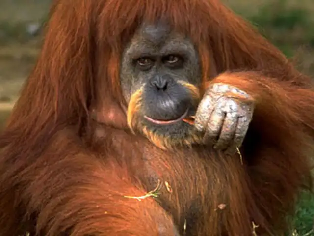 VIDEO: orangután besa tiernamente el vientre de una mujer embarazada